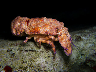 Mediterranean slipper lobster from Cyprus, Mediterranean Sea 