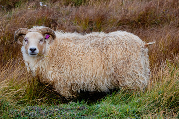Iceland sheep
