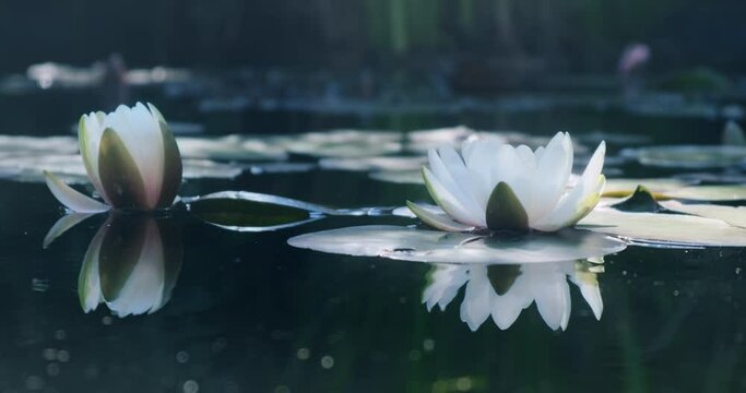 White lotus flower flower reflection in dark green water, closeup. Water lilies growing, blooming in magic, mystery forest pond. Clean ecology of river, lake. Water lily blossoming in evening garden