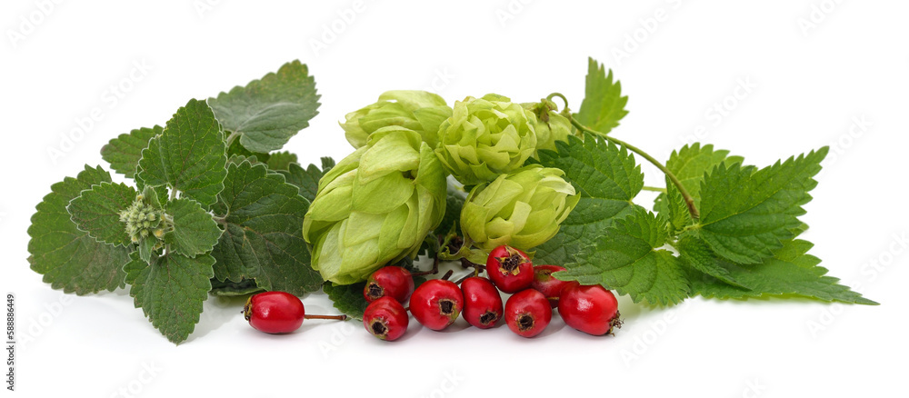 Sticker hawthorn berries, hops, nettle leaves.