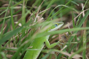 Gecko hiding in the grass
