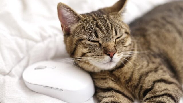 adorable tabby cat lying on bed with computer wireless white mouse with head on it.angry upset grinch face.kitty domestic pet want to sleep at rest.high quality 4k real time