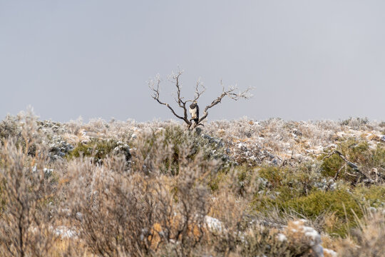 Aguila en arbol muerto. Estepa Patagonica