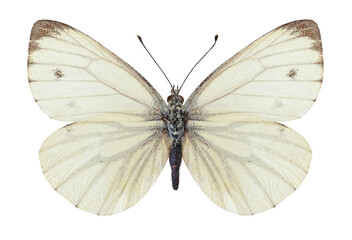 Papillon Piéride du navet (Pieris napi)