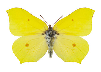 Papillon le Citron (Gonepteryx rhamni)