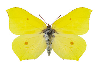 Papillon le Citron (Gonepteryx rhamni)
