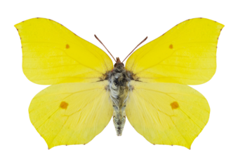 Papillon le Citron (Gonepteryx rhamni)