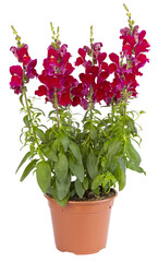 Muflier rouge en pots	