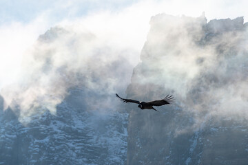 Condor en vuelo, argentina