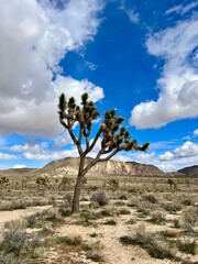 Fototapeta na wymiar Joshua Tree National Park Landscape Rocks Desert Sky