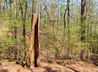Sunny view of the Lookout Mountain Trail landscape of Beavers Bend State Park