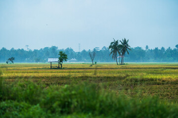 Beautiful landscape growing paddy field at dusk in Aceh, Indonesia