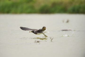 seagull that walks on the surface of the water to try to fly quickly
