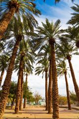 The date palms