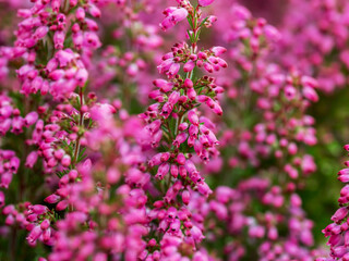 pink erica tetralix beautiful flower background