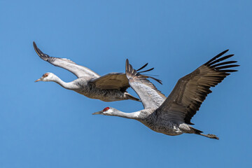 Sandhill Cranes (Antigone canadensis) in Flight