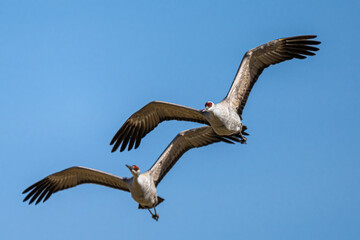 Sandhill Cranes (Antigone canadensis) in Flight