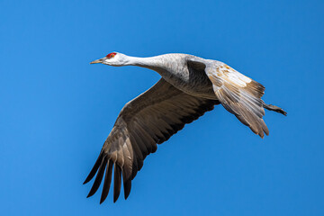 Sandhill Crane (Antigone canadensis) in Flight