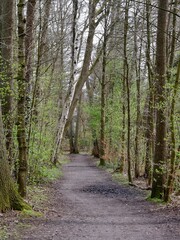 Weg durch den Frühlingswald