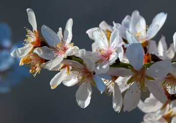 a set of almond blossoms