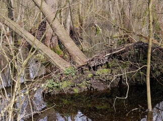 Enwurzelter Baum im Wasser