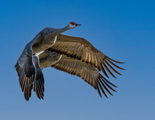 Sandhill Cranes (Antigone canadensis) in Flight