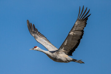 Sandhill Crane (Antigone canadensis) in Flight