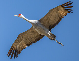 Sandhill Crane (Antigone canadensis) in Flight