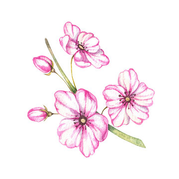 Watercolor sprig of pink flowers on a white background