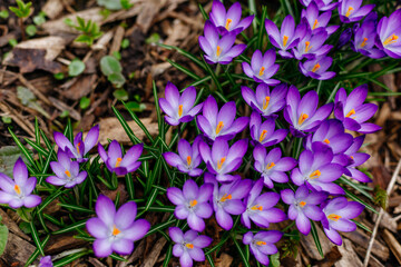 Purple crocus flowers blooming in early spring in the forest