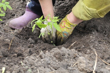 planting plants in the spring. Planting a tomato in the open ground. Works on the ground. Horticulture