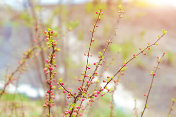Unblown buds of sakura flowers on branches in the rays of sunrise outdoors. Beauty of nature. Spring, youth, growth concept.