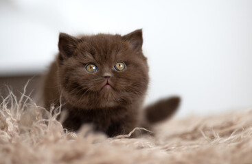 Edle Britisch Kurzhaar Katzen - imposant und selten 