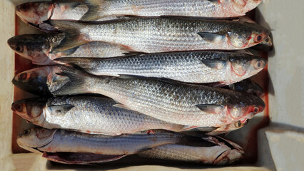 Seafood - Freshly caught mullet.