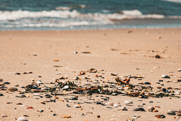 shells at beach on atlantic coast