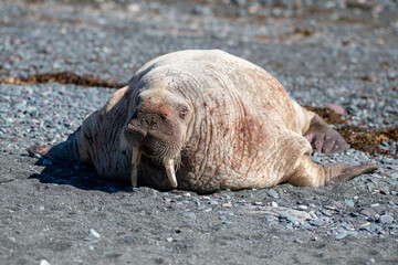 A large wild male walrus laying on a rocky beach with two long ivory tusks, whiskers and dark...