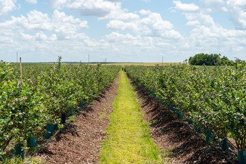Fototapeta na wymiar Rows of cultivated blueberry bushes in a farmer's field. The farm is growing natural organic blueberries. The farmland includes acres of land under a vibrant blue sky with white fluffy clouds.
