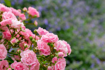 Magnificent blooming rosebush with soft pink blooming roses
