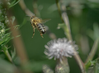 A wild bee closeup on a common scraper thistle at summer in saarland germany
