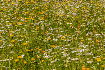 Meadow with various colorful flowers