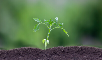 A young tomato shoot with leaves sprouts in a vegetable garden. Seedlings are planted in the soil on a blurred background.