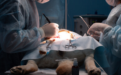 In a veterinary hospital, a surgeon with an assistant performs an operation on a pet. The surgeon...