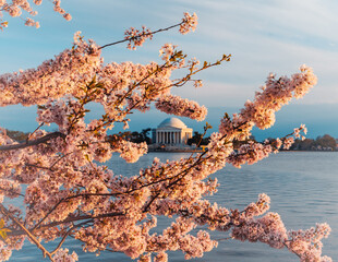 cherry blossom in D.C.