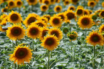 A field of blooming sunflowers in an agricultural field.