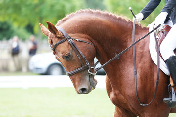 Closeup of a horse portrait before the competition during training