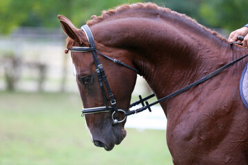 Closeup of a horse portrait before the competition during training