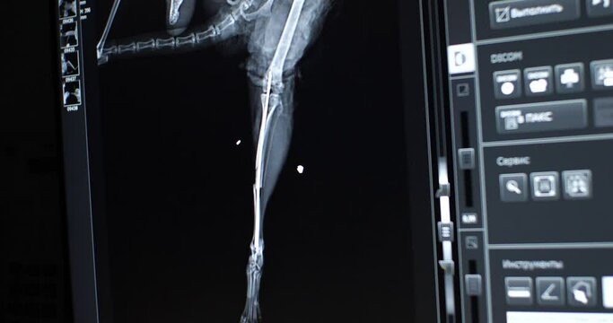 A veterinarian examines an x-ray of a pet's broken leg bone. After performing osteosynthesis on the broken bone of the animal's leg, the doctor took an x-ray to check the installation of the pins.