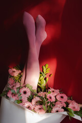 slim elegant female legs in pink stockings surrounded by a bouquet of gerbera flowers on a red background. Beauty treatment concept
