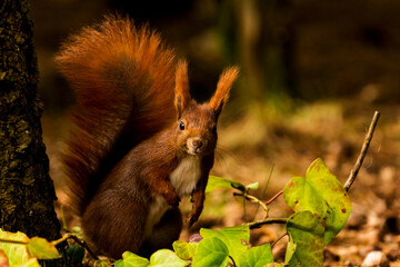 Fototapeta premium squirrel