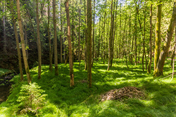 Forest in Brtnicky potok valley in Bohemian Switzerland, Czech Republic